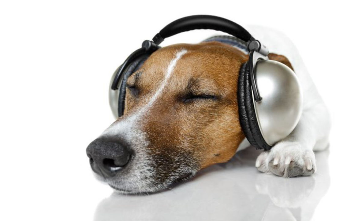 dog with headphones