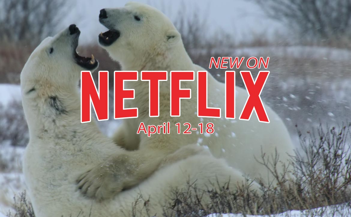 New on Netflix April 12-18: Our Living World screengrab showing two polar bears wrestling